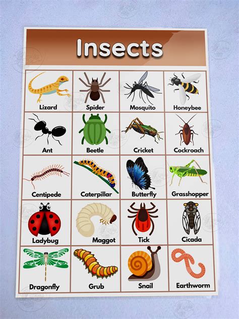 Insekto .